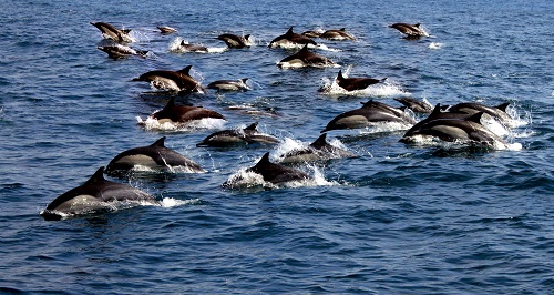 Aux prix locaux tours, observation des baleines à bosse ẚ la baie de Samana Republique Dominicaine.